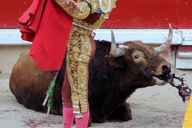 De toros, sangre y política.