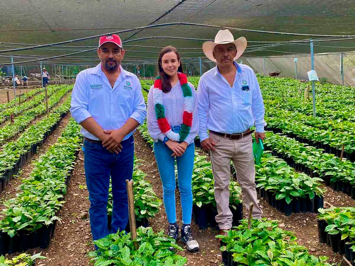 CON APOYO ESTATAL DESPEGA PRODUCCIÓN DE CAFÉ EN SAN LUIS POTOSÍ