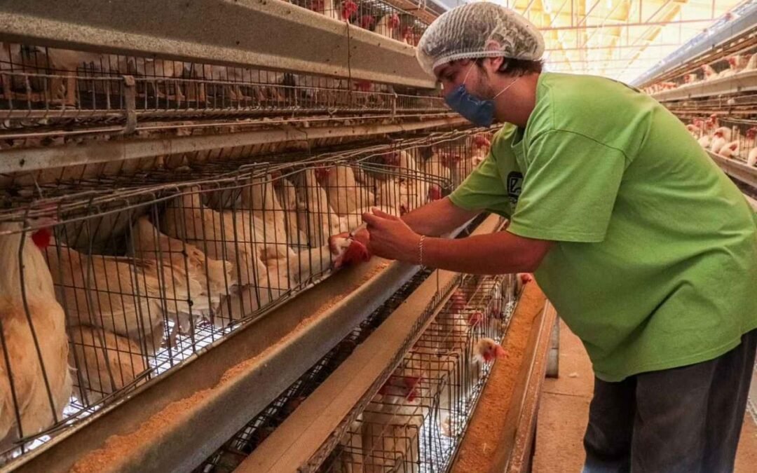 GOBIERNO ESTATAL MANTIENE VIGILANCIA EN EL ESTADO CONTRA LA GRIPE AVIAR