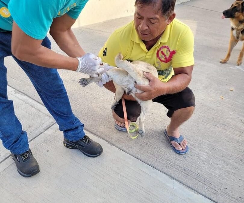 EL ESTADO REALIZÓ MÁS DE 20 MIL ESTERILIZACIONES DE PERROS Y GATOS EN 2024