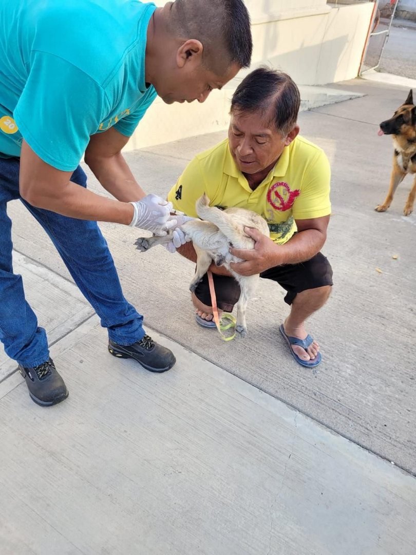 050125 11758, EL ESTADO REALIZÓ MÁS DE 20 MIL ESTERILIZACIONES DE PERROS Y GATOS EN 2024 (1)
