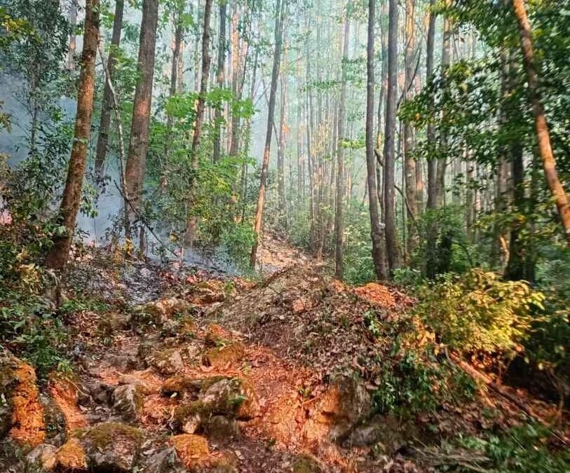 COMITÉ DEL MANEJO DE FUEGO MANTIENE COMBATE A INCENDIOS FORESTALES