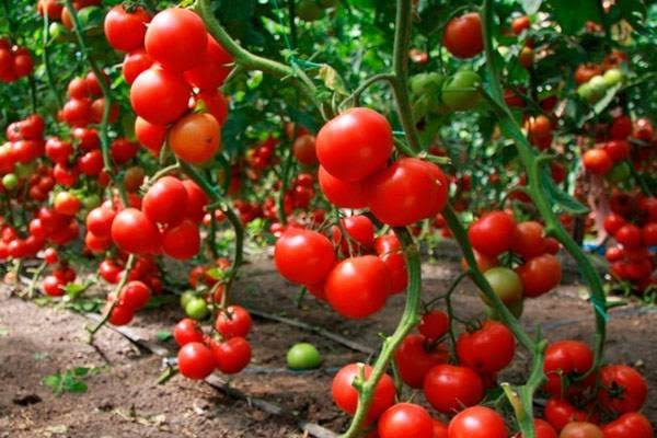 EL ESTADO BRINDA APOYO A PRODUCTORES DE JITOMATE POR MEDIDAS DE ESTADOS UNIDOS