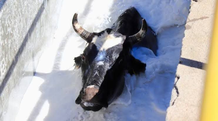 PREVENCIÓN SIN LÍMITES CONTRA GUSANO BARRENADOR
